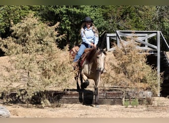 Quarter Pony, Gelding, 4 years, 13.2 hh, Buckskin