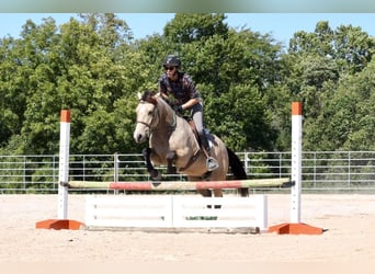 Quarter Pony, Gelding, 4 years, 13.2 hh, Buckskin