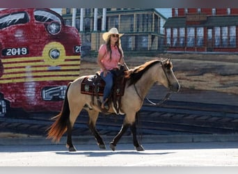 Quarter Pony, Gelding, 4 years, 13.2 hh, Buckskin