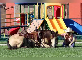 Quarter Pony, Gelding, 4 years, 13.2 hh, Buckskin