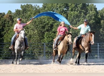 Quarter Pony, Gelding, 4 years, 13.2 hh, Buckskin