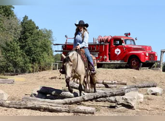 Quarter Pony, Gelding, 4 years, 13.2 hh, Buckskin