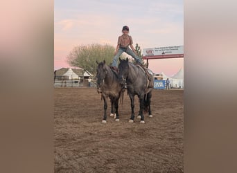 Quarter Pony, Gelding, 4 years, 13.3 hh, Roan-Blue