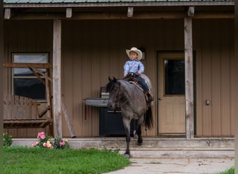 Quarter Pony, Gelding, 4 years, 13.3 hh, Roan-Blue