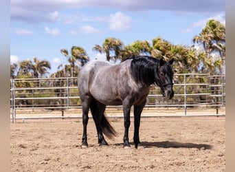 Quarter Pony, Gelding, 4 years, 13.3 hh, Roan-Blue