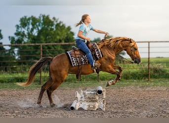 Quarter Pony, Gelding, 4 years, 13 hh, Bay