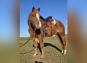 Quarter Pony, Gelding, 4 years, 13,1 hh, Rabicano
