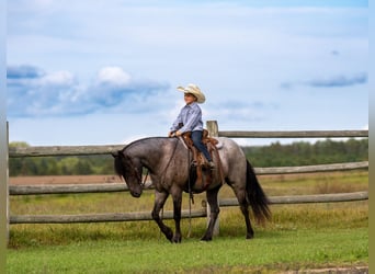 Quarter Pony, Gelding, 4 years, 13,3 hh, Roan-Blue