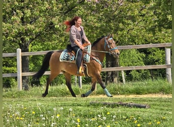 Quarter Pony Mix, Gelding, 4 years, 14.3 hh, Brown