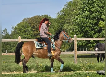 Quarter Pony Mix, Gelding, 4 years, 14.3 hh, Brown