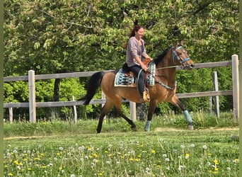Quarter Pony Mix, Gelding, 4 years, 14.3 hh, Brown