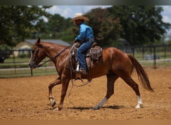 Quarter Pony, Wallach, 4 Jahre, 14 hh, Rotfuchs