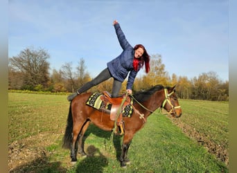 Quarter Pony Mix, Gelding, 4 years, 14,1 hh, Brown