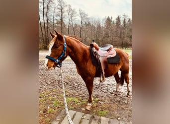 Quarter Pony, Gelding, 4 years, 14,1 hh, Chestnut-Red