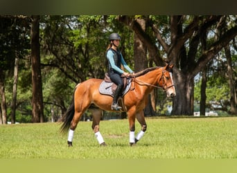 Quarter Pony, Gelding, 4 years, Bay