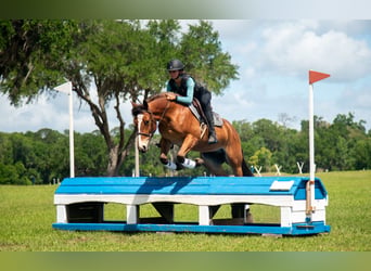 Quarter Pony, Gelding, 4 years, Bay