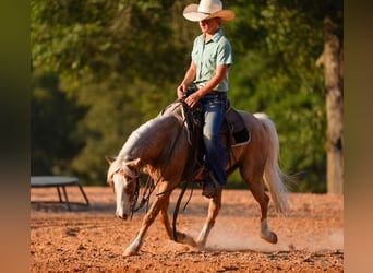 Quarter Pony, Gelding, 4 years, Palomino