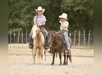 Quarter Pony, Gelding, 4 years, Palomino