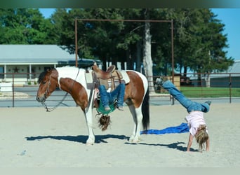 Quarter Pony, Gelding, 4 years, Pinto