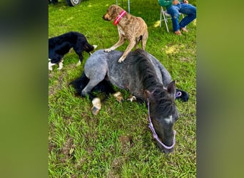 Quarter Pony, Gelding, 4 years, Roan-Blue