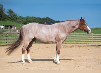 Quarter Pony, Gelding, 4 years, Roan-Red