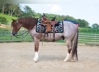 Quarter Pony, Gelding, 4 years, Roan-Red