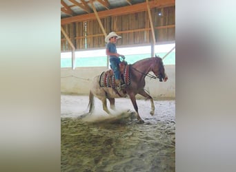 Quarter Pony, Gelding, 4 years, Roan-Red