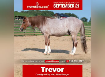 Quarter Pony, Gelding, 4 years, Roan-Red