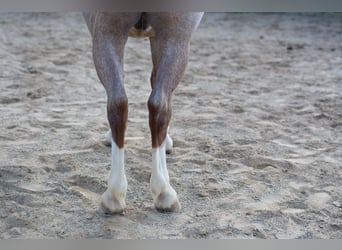 Quarter Pony, Gelding, 4 years, Roan-Red