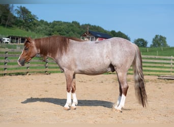 Quarter Pony, Gelding, 4 years, Roan-Red