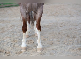 Quarter Pony, Gelding, 4 years, Roan-Red