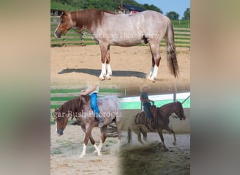 Quarter Pony, Gelding, 4 years, Roan-Red
