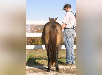 Quarter Pony, Gelding, 5 years, 11,3 hh, Buckskin