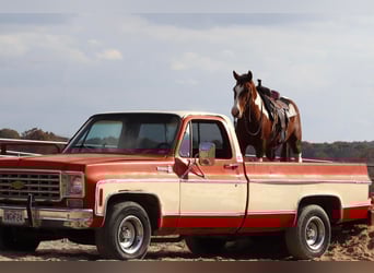 Quarter Pony, Gelding, 5 years, 13.2 hh, Pinto