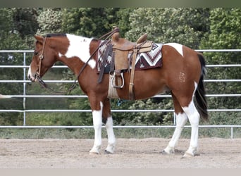Quarter Pony, Gelding, 5 years, 13.2 hh, Pinto