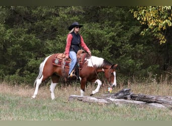 Quarter Pony, Gelding, 5 years, 13.2 hh, Pinto