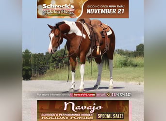 Quarter Pony, Gelding, 5 years, 13.2 hh, Pinto