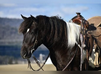 Quarter Pony, Gelding, 5 years, 13 hh, Pinto