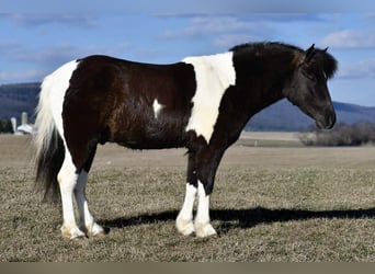 Quarter Pony, Gelding, 5 years, 13 hh, Pinto