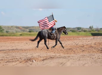 Quarter Pony, Gelding, 5 years, 13 hh, Roan-Blue