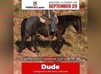 Quarter Pony, Gelding, 5 years, 13 hh, Roan-Blue