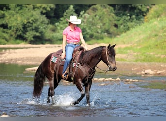 Quarter Pony, Gelding, 5 years, 14.2 hh, Black Quarter Pony, Gelding, 5 years, 14.2 hh, Black