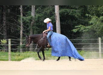 Quarter Pony, Gelding, 5 years, 14.2 hh, Black Quarter Pony, Gelding, 5 years, 14.2 hh, Black
