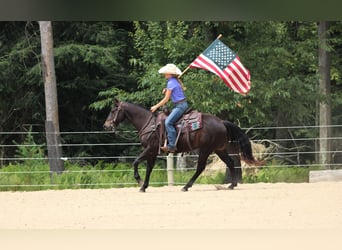 Quarter Pony, Gelding, 5 years, 14.2 hh, Black Quarter Pony, Gelding, 5 years, 14.2 hh, Black