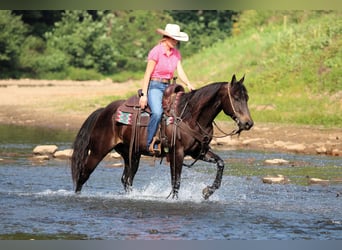 Quarter Pony, Gelding, 5 years, 14.2 hh, Black Quarter Pony, Gelding, 5 years, 14.2 hh, Black