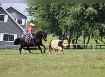 Quarter Pony, Gelding, 5 years, 14.2 hh, Black Quarter Pony, Gelding, 5 years, 14.2 hh, Black