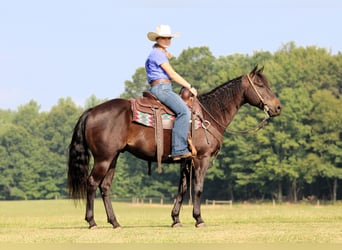 Quarter Pony, Gelding, 5 years, 14.2 hh, Black Quarter Pony, Gelding, 5 years, 14.2 hh, Black