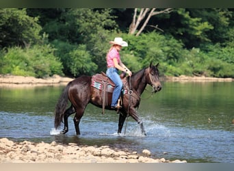 Quarter Pony, Gelding, 5 years, 14.2 hh, Black Quarter Pony, Gelding, 5 years, 14.2 hh, Black