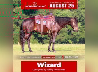 Quarter Pony, Gelding, 5 years, 14,2 hh, Black