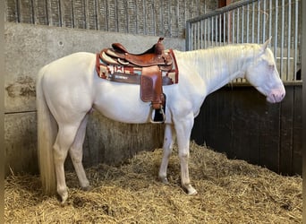 Quarter Pony, Gelding, 5 years, 15 hh, Cremello
